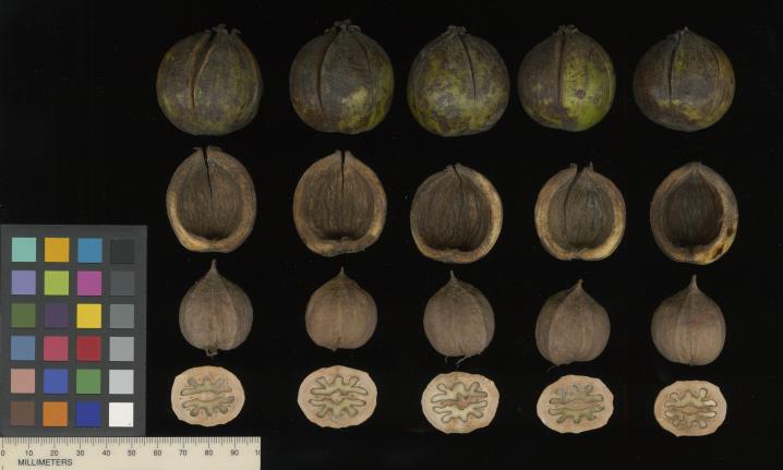 Click for 2 image(s) for this accession. FRUIT